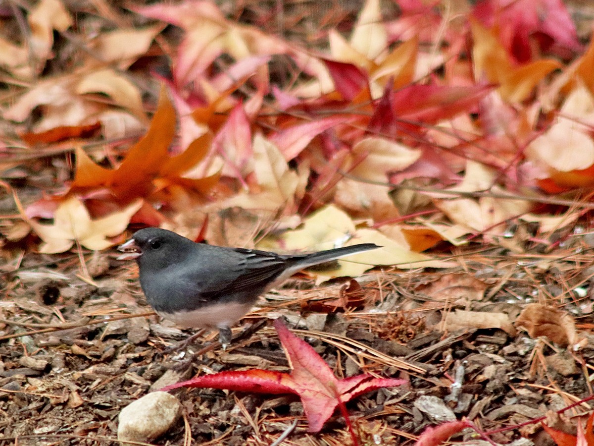 Dark-eyed Junco - ML645119225
