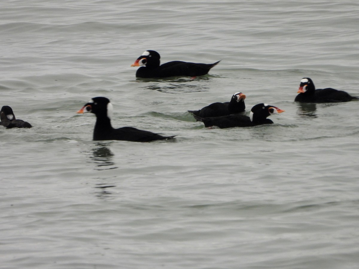 Surf Scoter - ML645119247