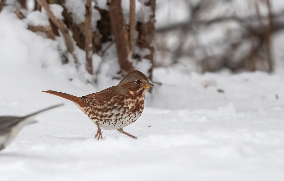 strnadec kaštanový - ML645119248