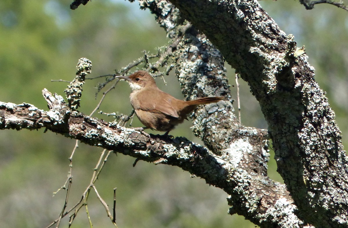 Chaco Earthcreeper - ML645119270