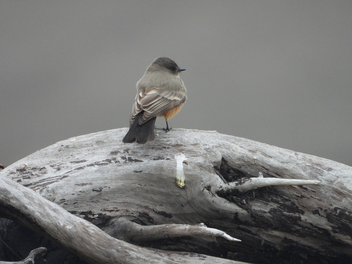 Say's Phoebe - ML645119277