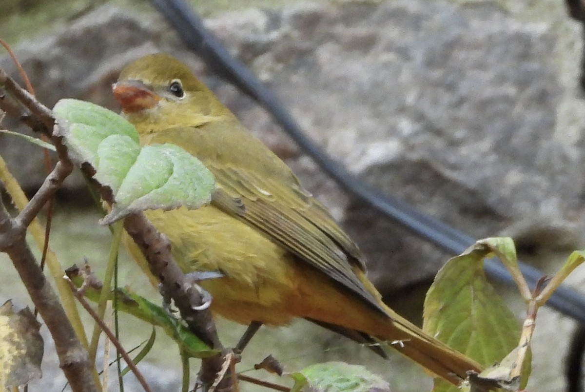 Summer Tanager - ML645119285