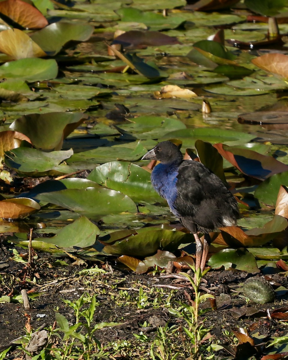 Australasian Swamphen - ML645119300