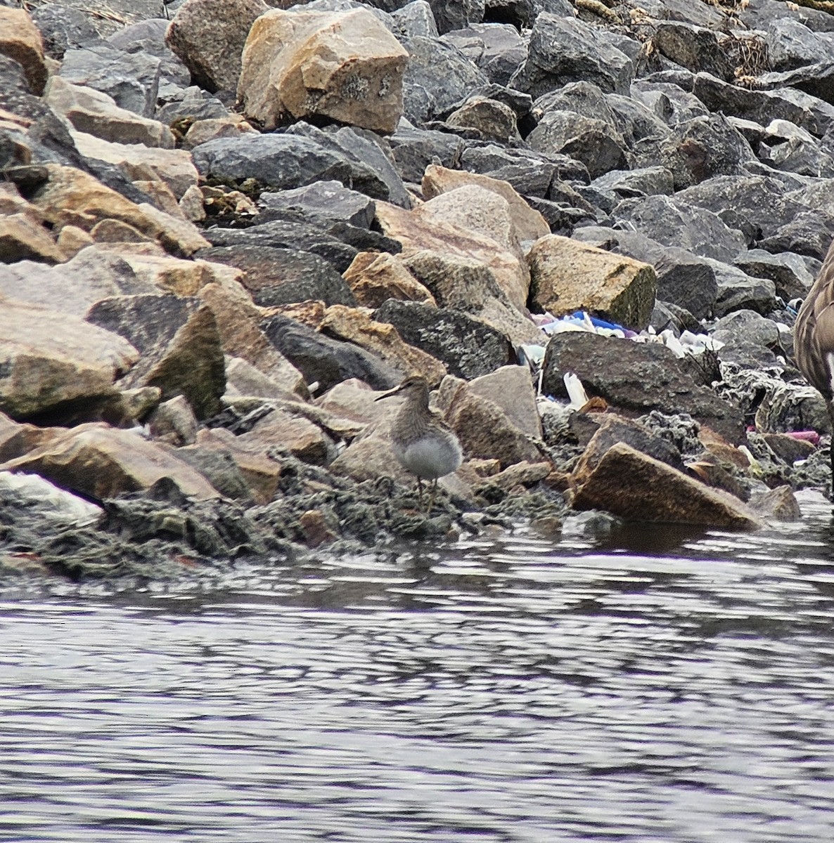 Pectoral Sandpiper - ML645119311
