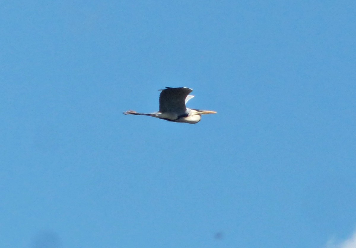 Cocoi Heron - ML645119322