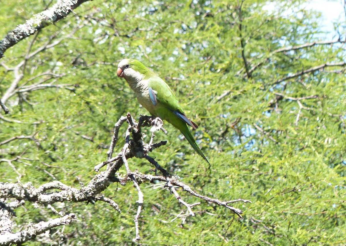 Monk Parakeet - ML645119338