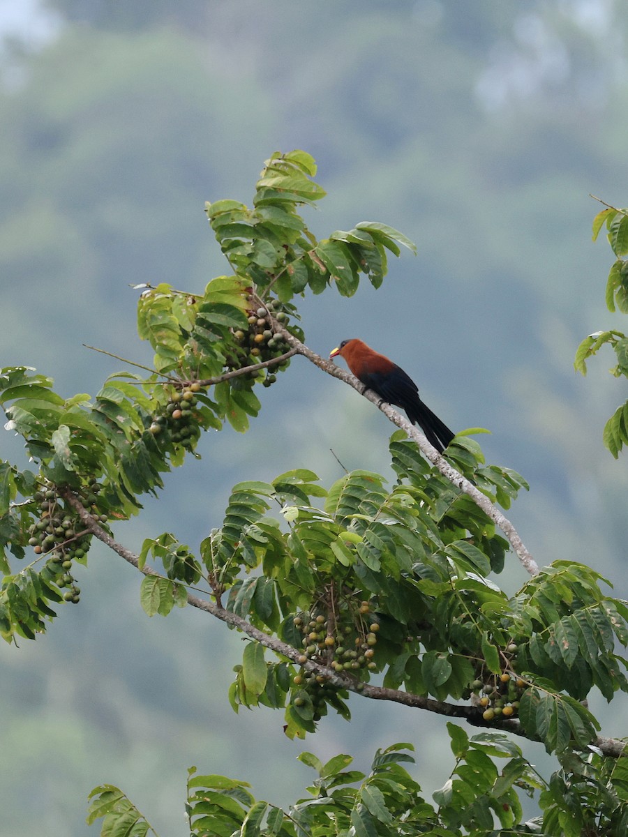 Buntschnabelkuckuck - ML645119340