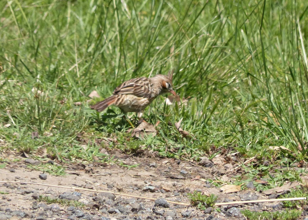 Lark-like Brushrunner - ML645119354