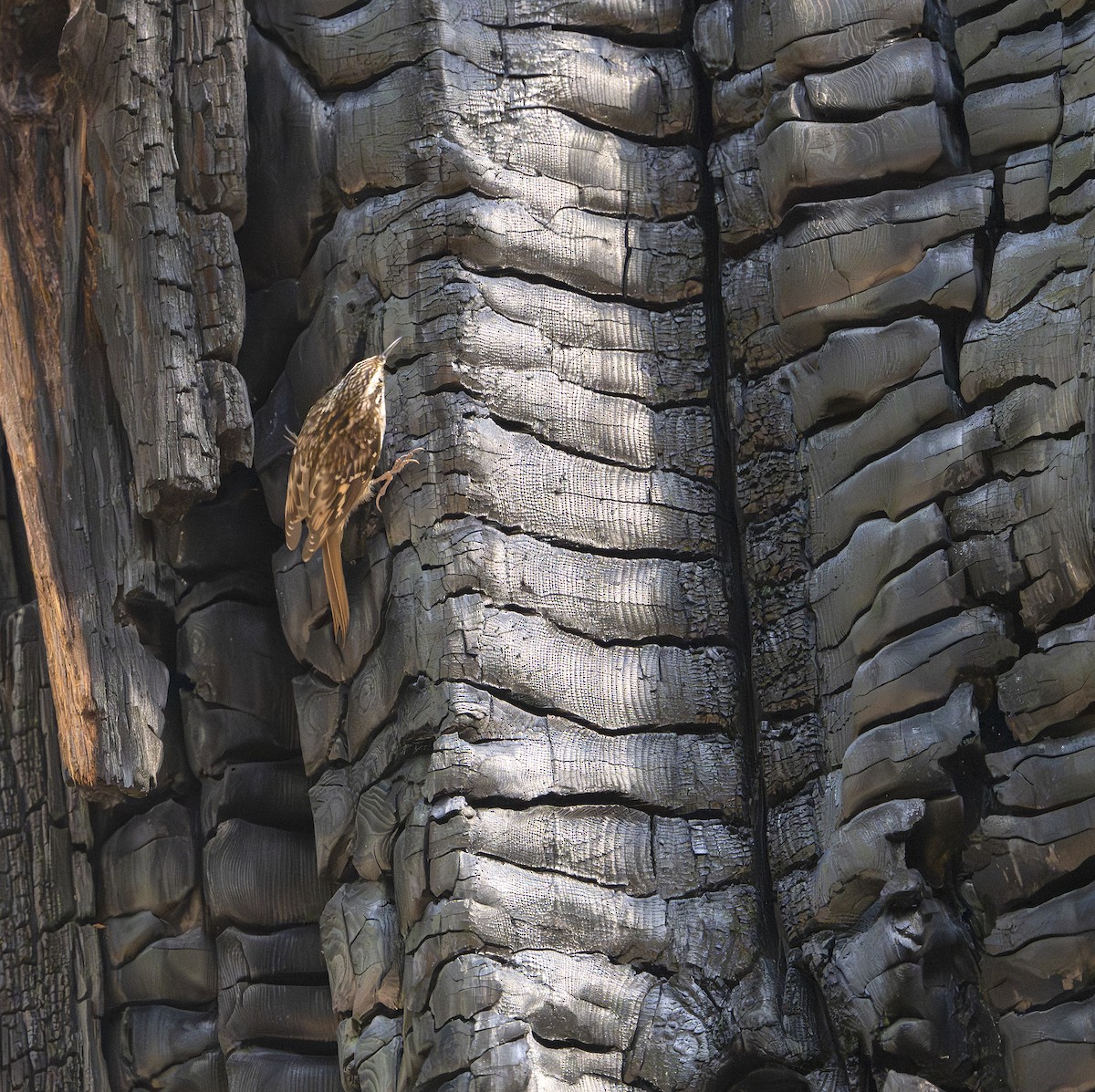 Brown Creeper - ML645119363