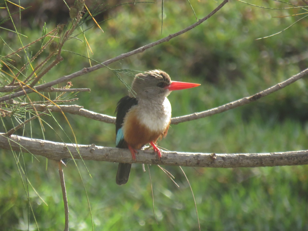Martin-chasseur à tête grise - ML645119365