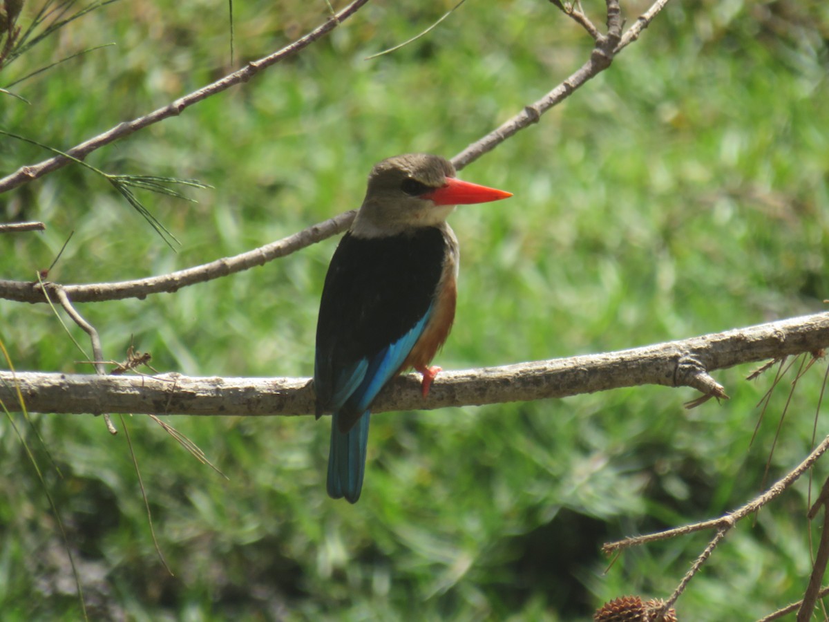 Martin-chasseur à tête grise - ML645119366
