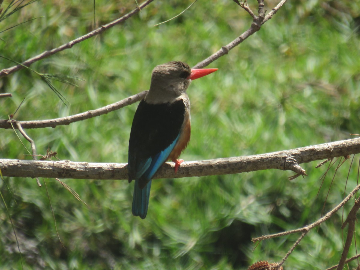 Martin-chasseur à tête grise - ML645119367