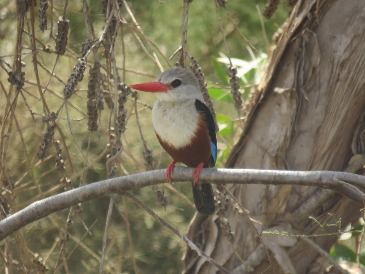 Martin-chasseur à tête grise - ML645119368