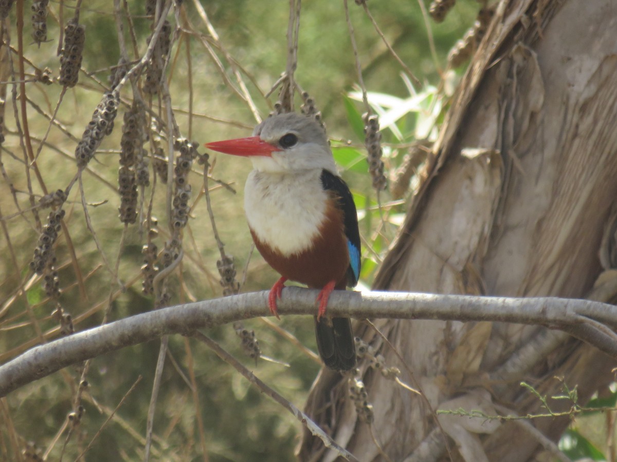 Martin-chasseur à tête grise - ML645119369