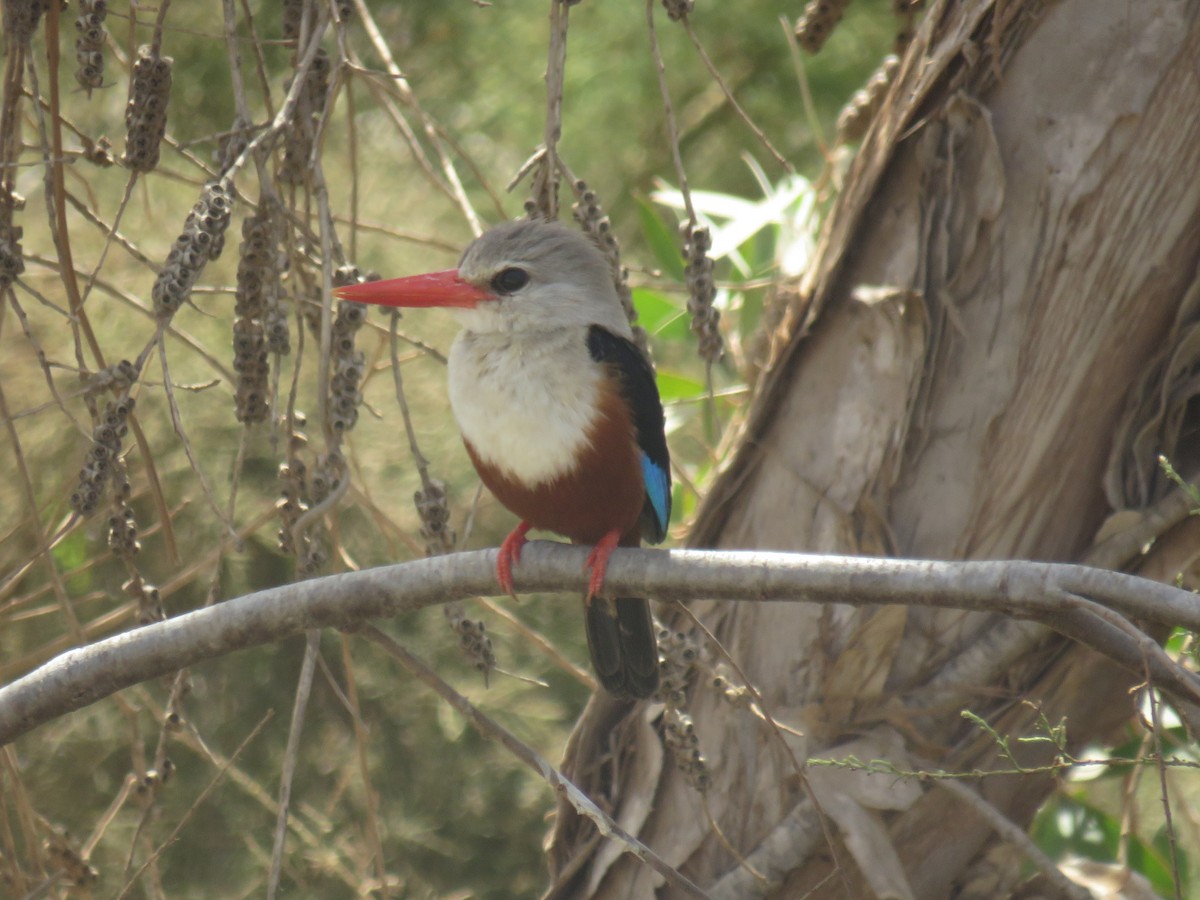 Martin-chasseur à tête grise - ML645119370