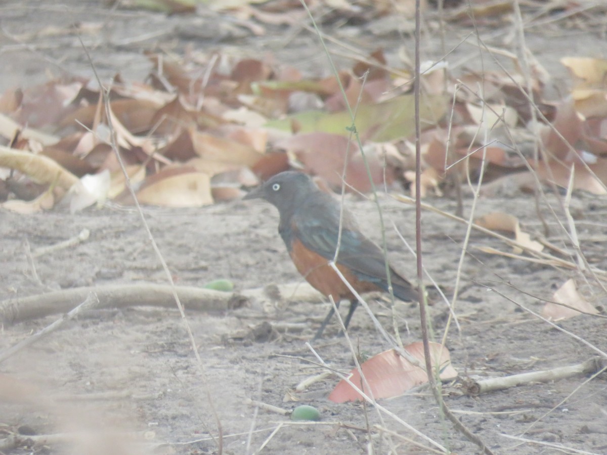 Choucador à ventre roux - ML645119376