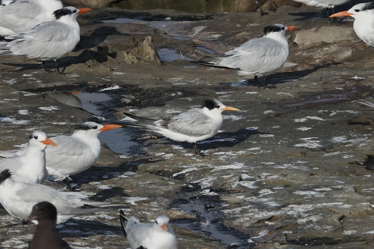 Elegant Tern - ML645119386