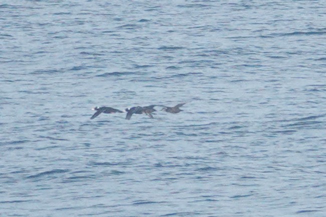 Black Scoter - ML645119389