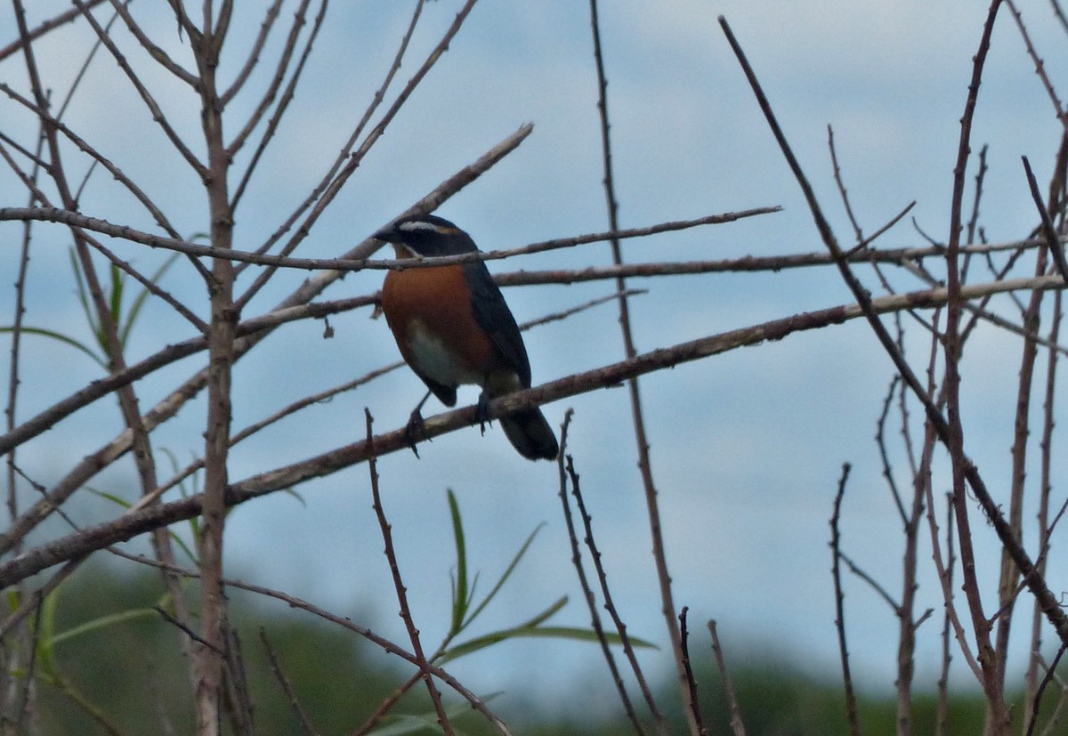 Black-and-rufous Warbling Finch - ML645119390