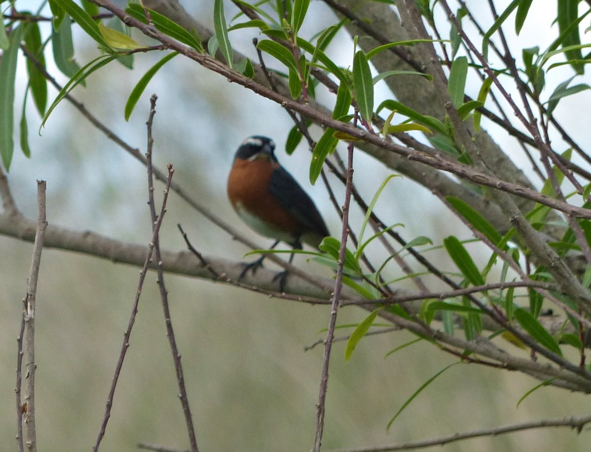 Black-and-rufous Warbling Finch - ML645119401