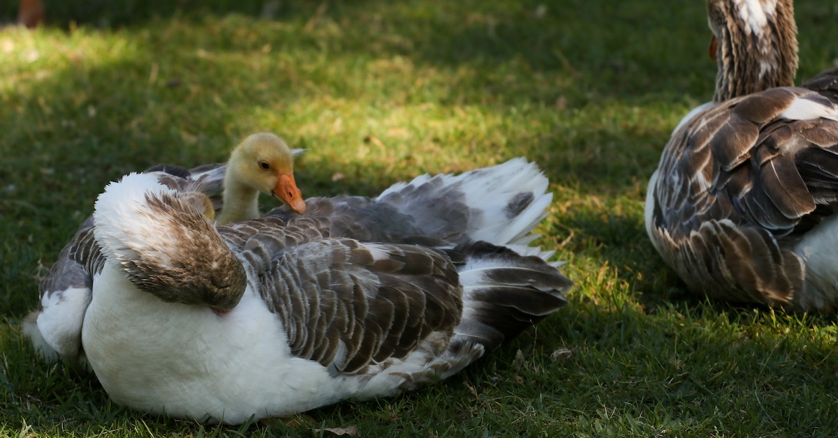 Graylag Goose (Domestic type) - ML645119402