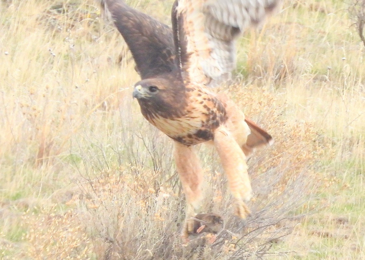 káně rudochvostá - ML645119403