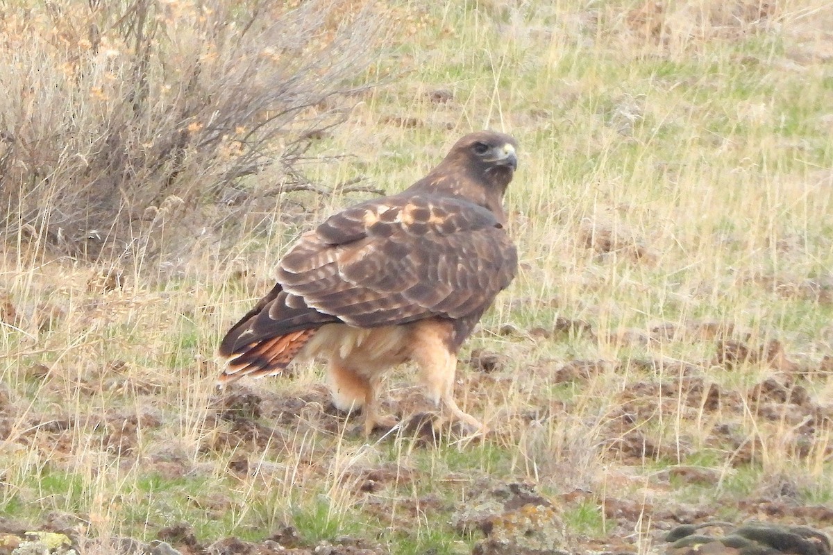 káně rudochvostá - ML645119404