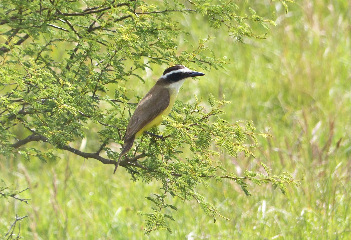 Great Kiskadee - ML645119419
