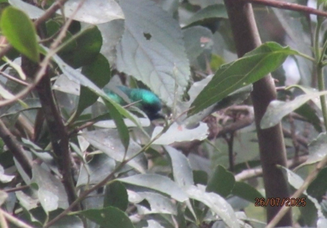 Саїманга зеленовола - ML645119422