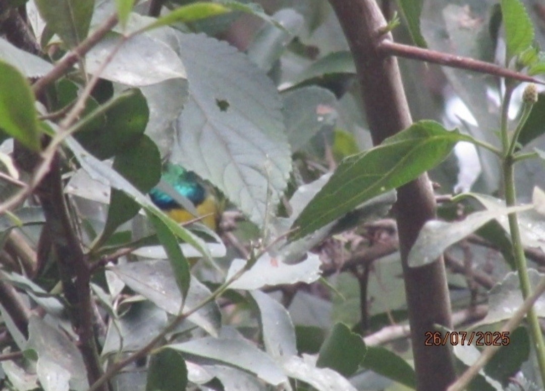 Саїманга зеленовола - ML645119423