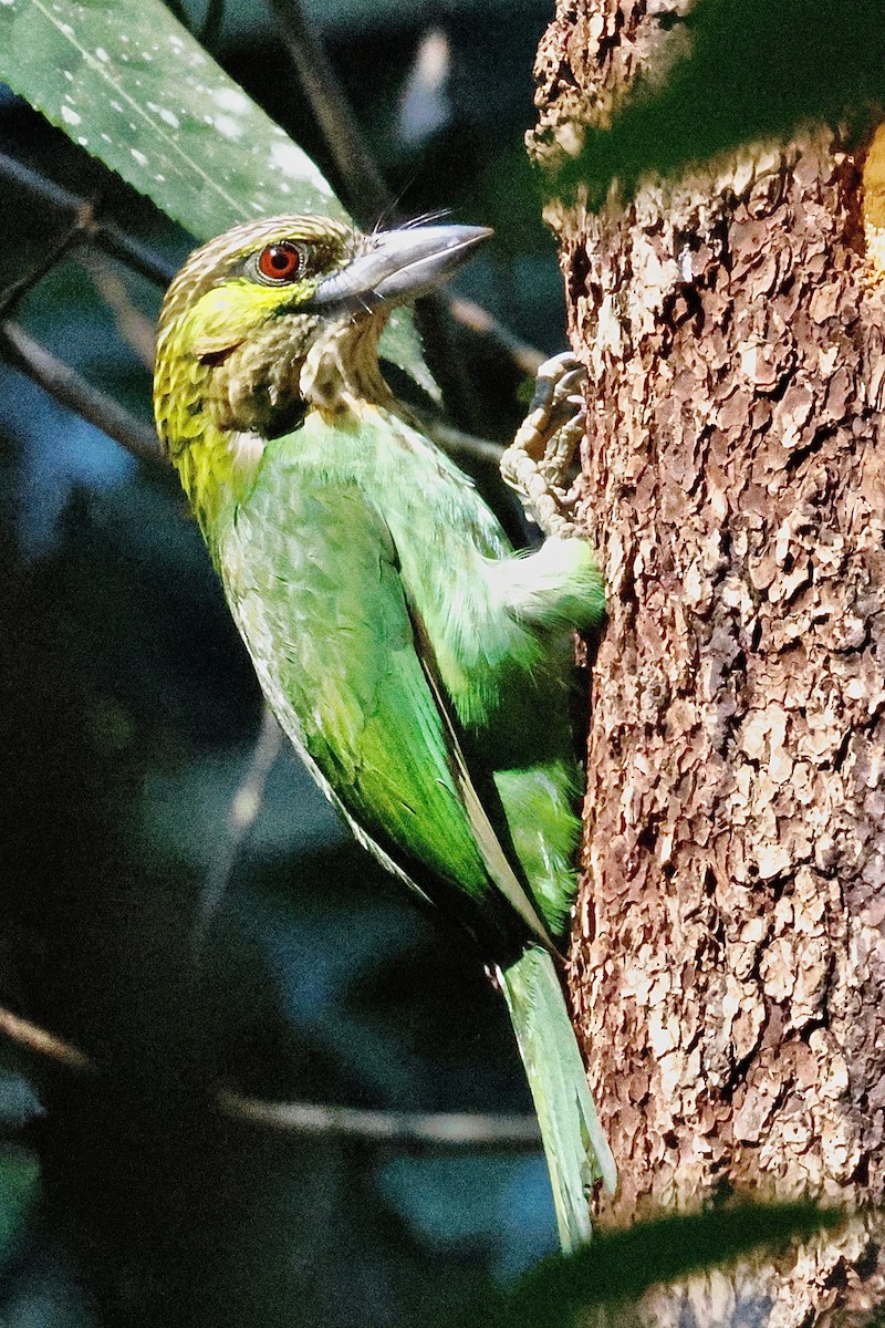 Green-eared Barbet - ML645119432