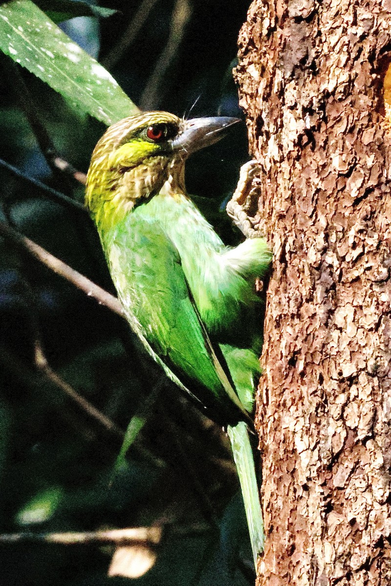 Green-eared Barbet - ML645119467