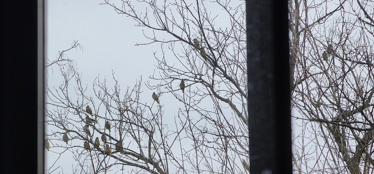 Sedir İpekkuyruğu - ML645119469