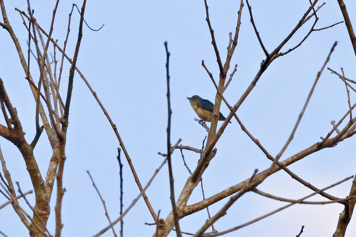 Cambodian Flowerpecker - ML645119493