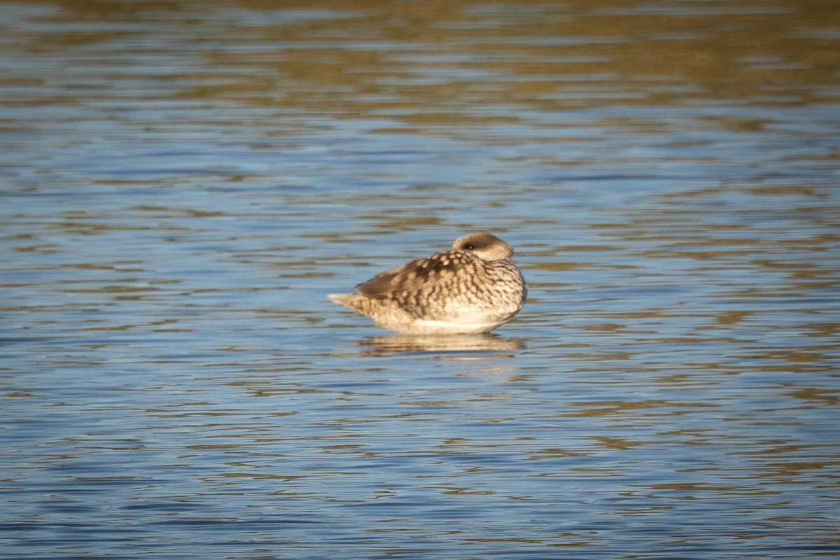 Marbled Duck - ML645119494