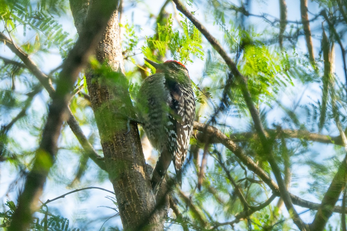 Rotnacken-Saftlecker - ML645119501