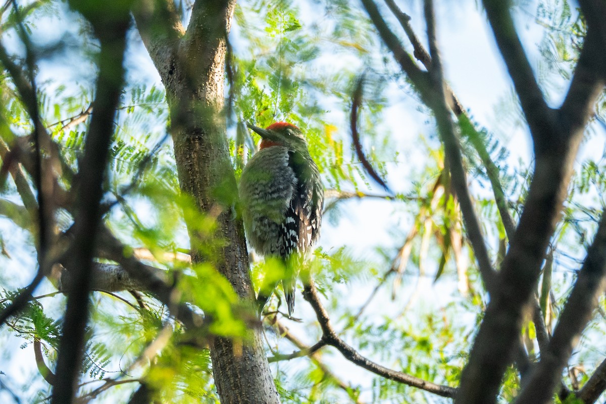 Rotnacken-Saftlecker - ML645119502