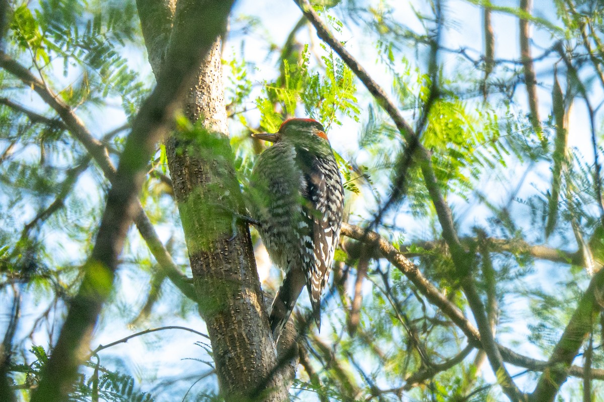 Rotnacken-Saftlecker - ML645119503