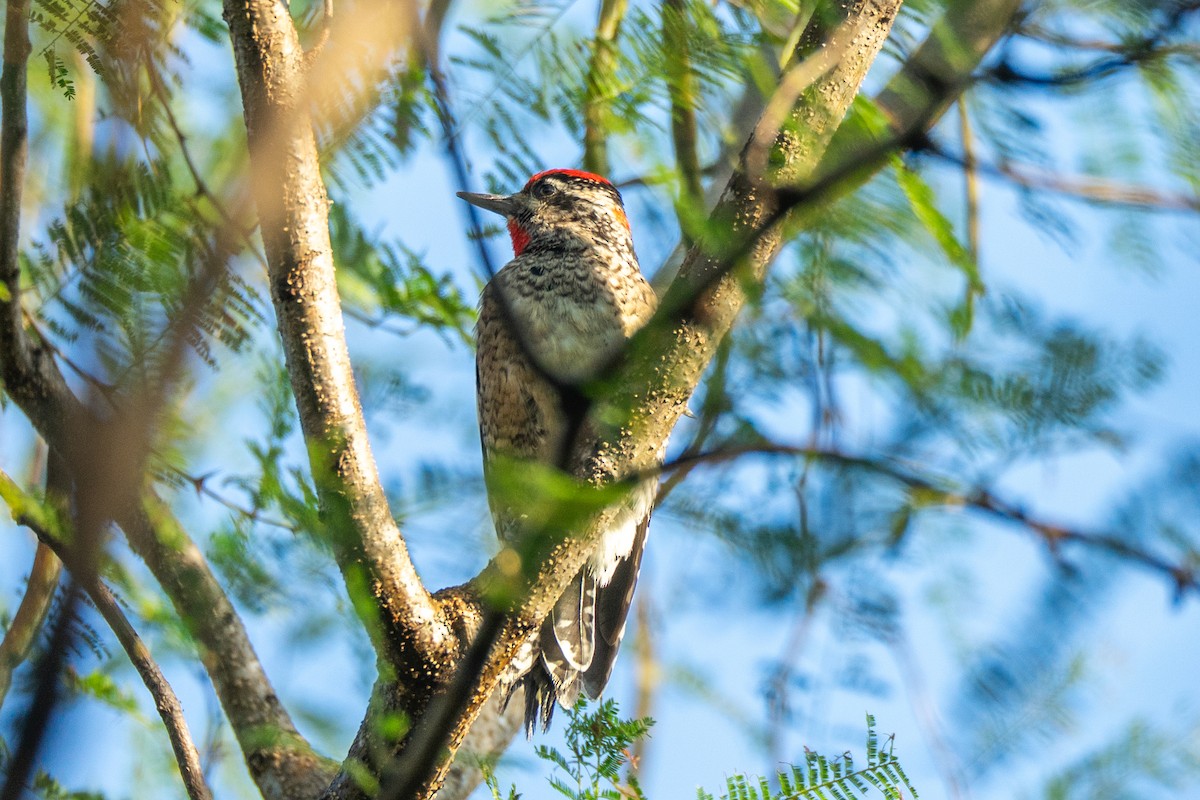 Rotnacken-Saftlecker - ML645119504