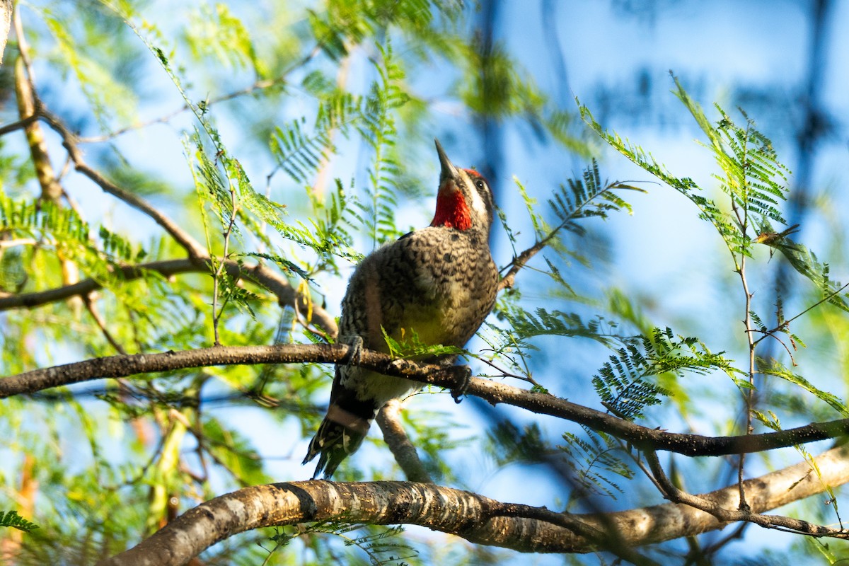 Rotnacken-Saftlecker - ML645119505