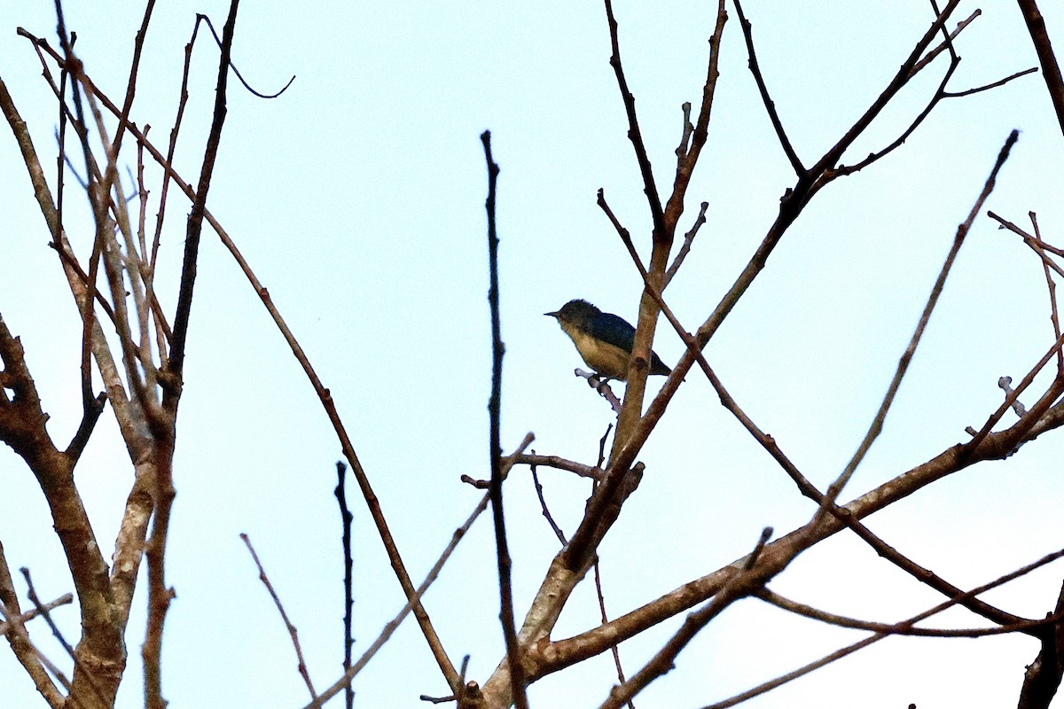 Cambodian Flowerpecker - ML645119506