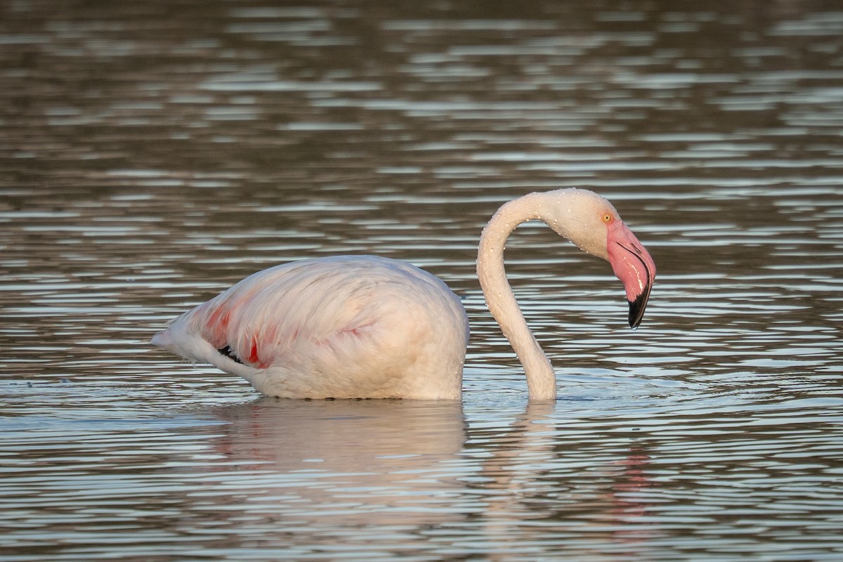 plameňák růžový - ML645119510