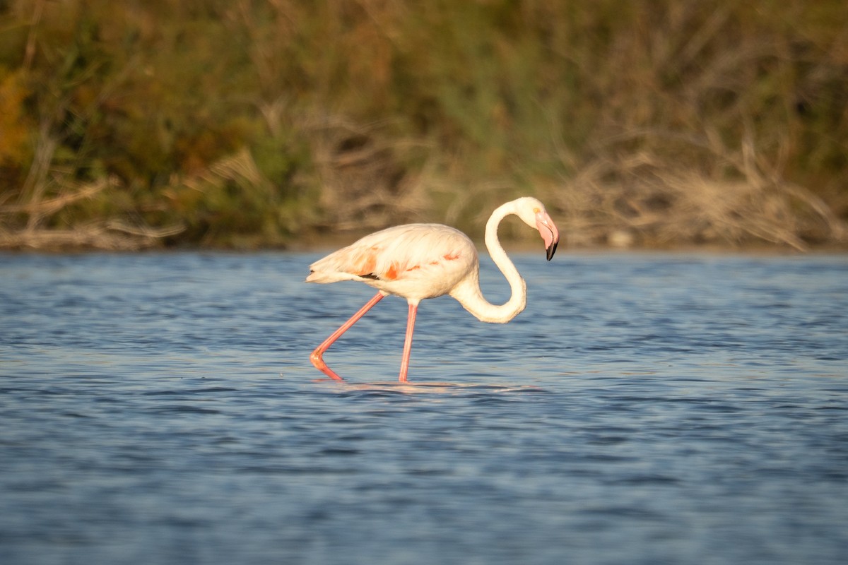 plameňák růžový - ML645119511