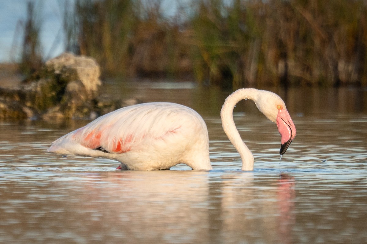 plameňák růžový - ML645119512