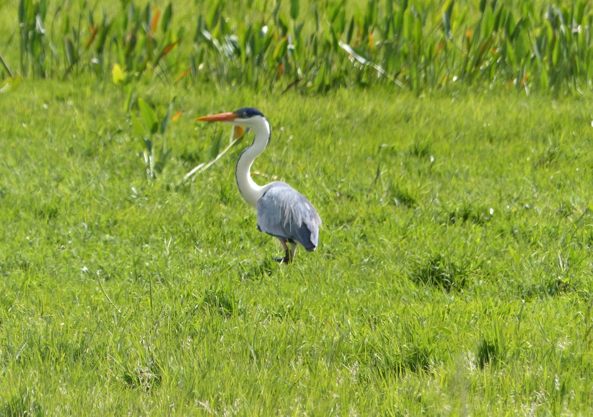 Cocoi Heron - ML645119515