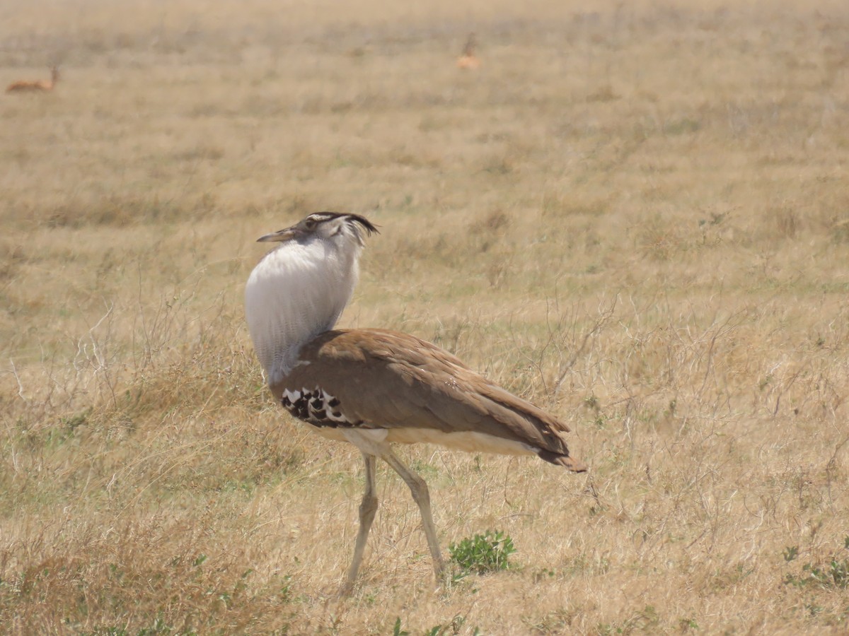 Kori Toyu - ML645119516