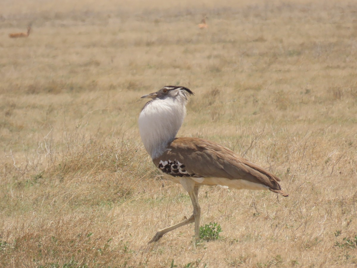 Kori Toyu - ML645119517