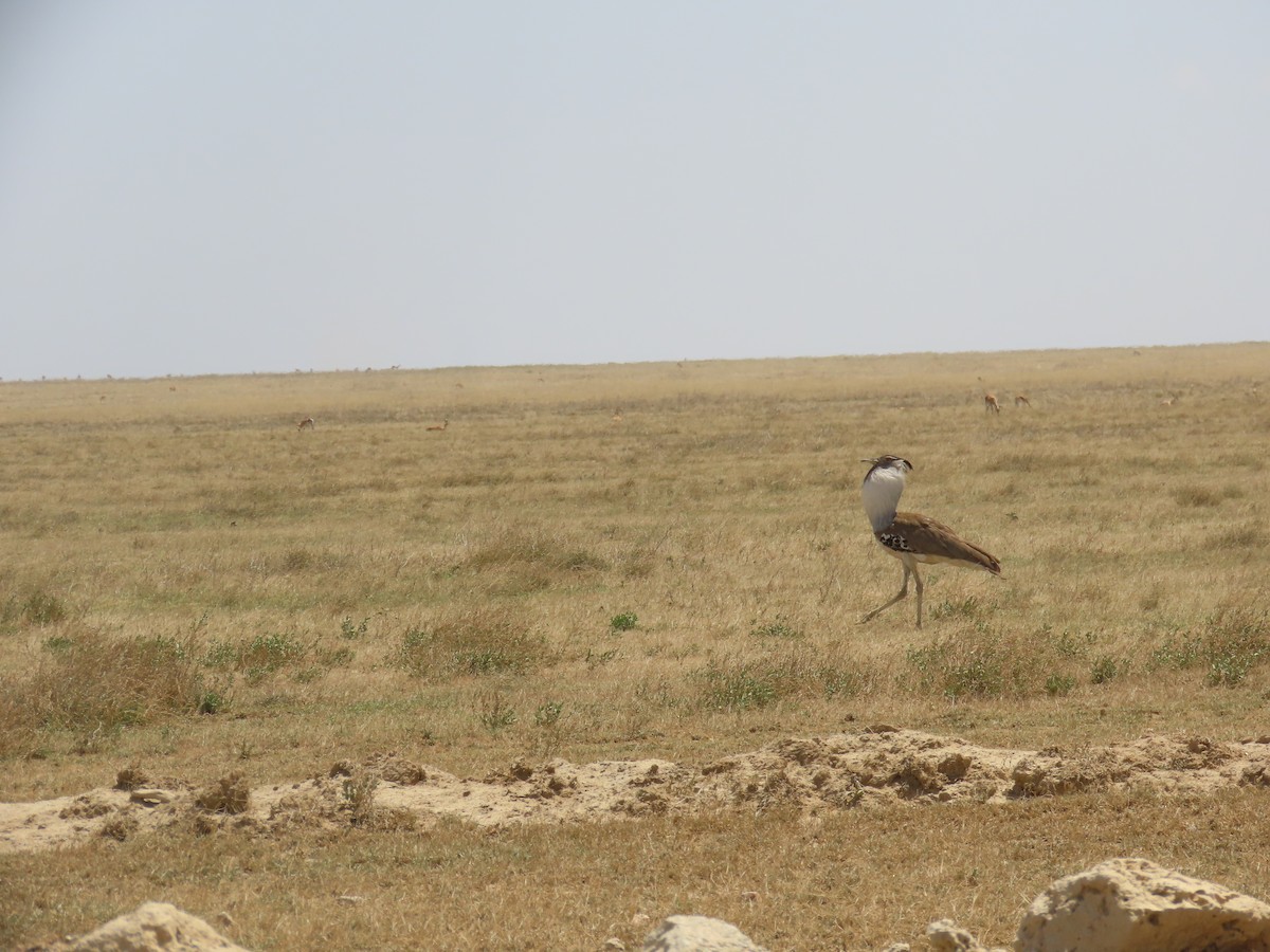 Kori Toyu - ML645119518