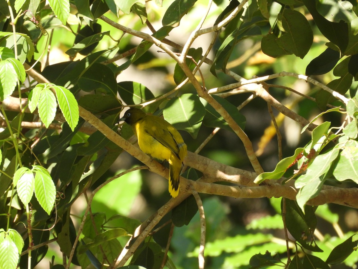 Andaman Bulbul - ML645119522