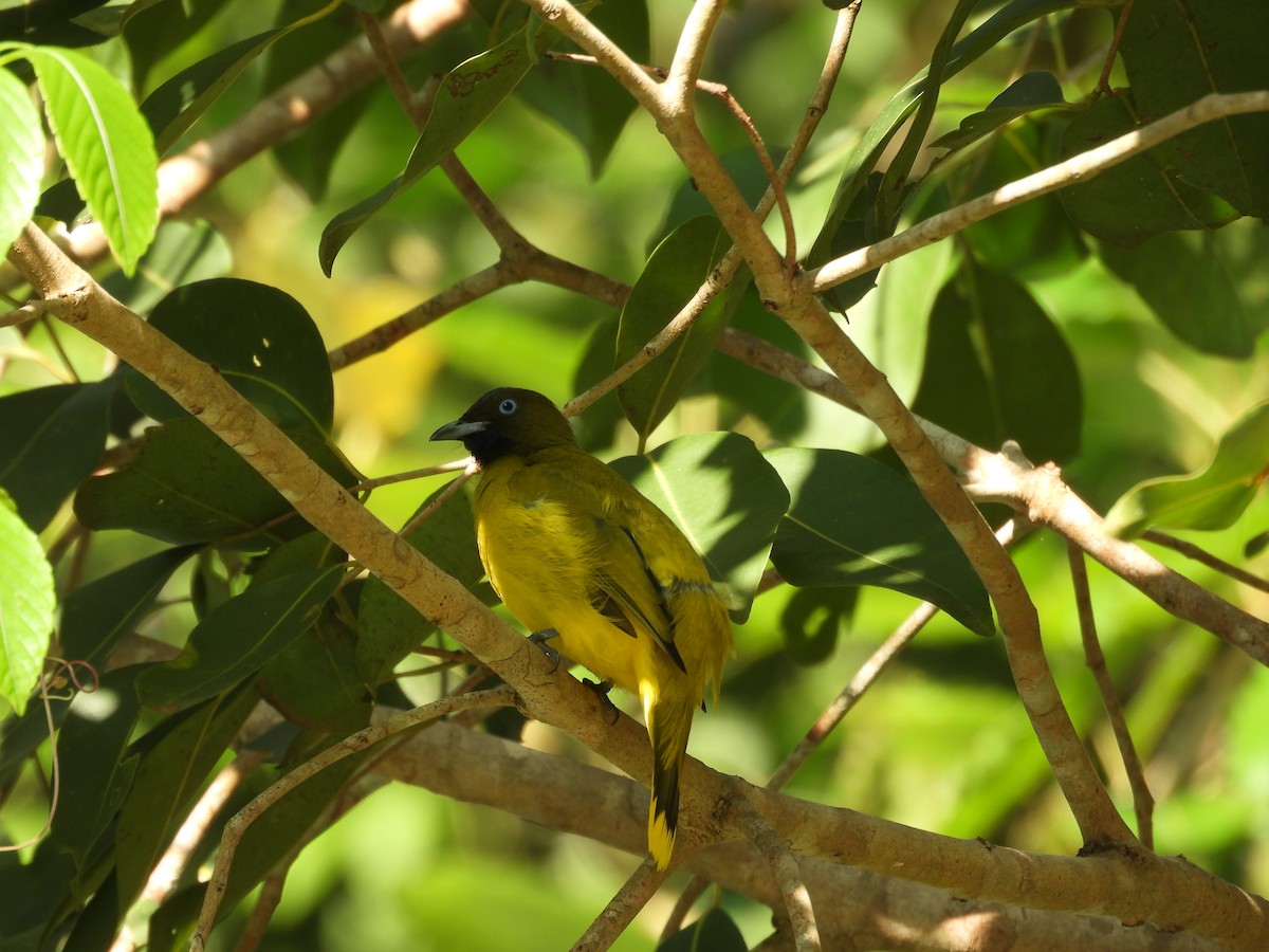 Andaman Bulbul - ML645119535